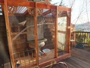 A lost racing pigeon inspired this lovely aviary (big enough for 4 birds)