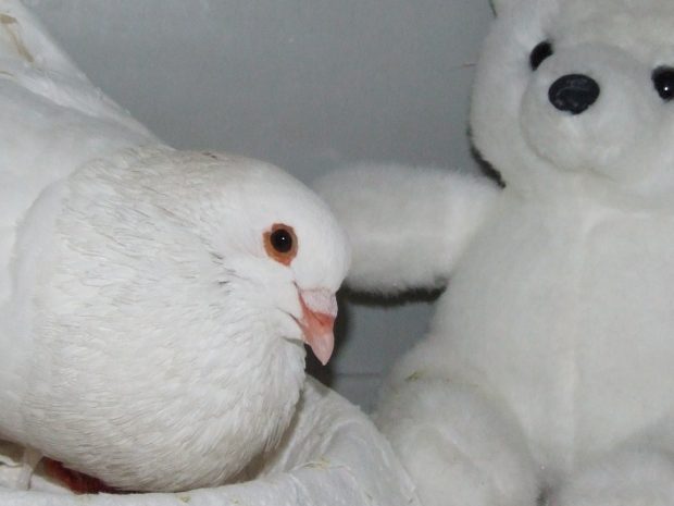 Frances flirting with his teddy bear