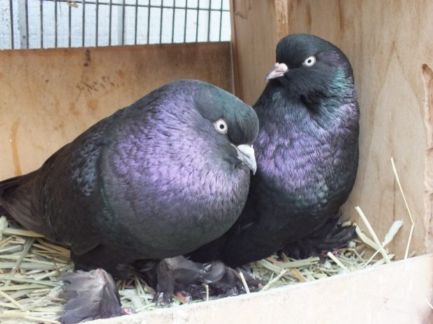 West of England Tumblers Beau & Cher are devoted mates