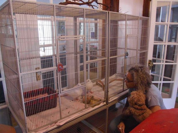 Janelle & Beep chat up Petey & Pineapple in their double-flight cage 