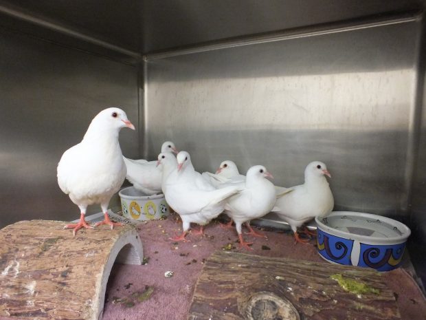 Baby King pigeons at SFACC are in urgent need of adoption!