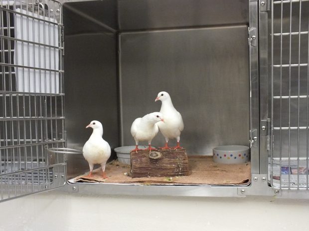 Three baby King pigeons- curious, hopeful, wanting to live