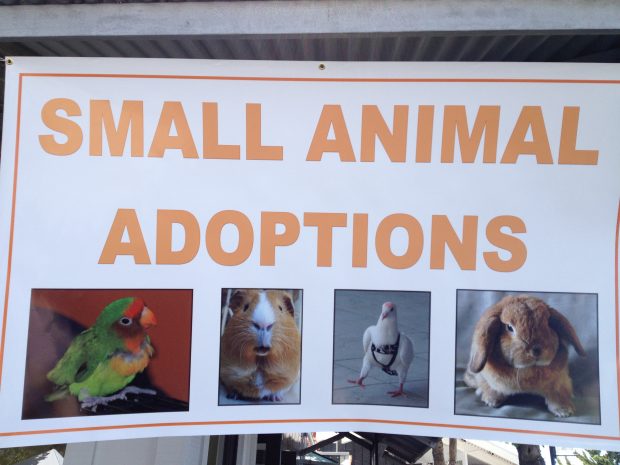 East Bay SPCA includes King Pigeon Peppermint in their sign
