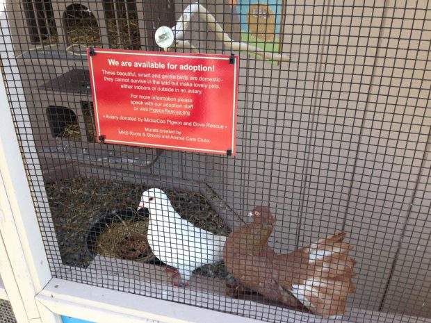 MickaCoo-donated Aviary at MHS Generates Awareness with Visibility