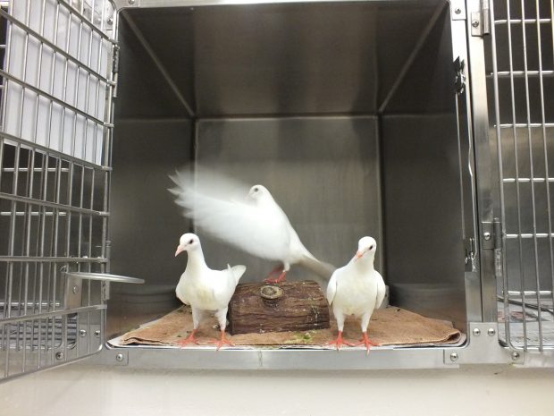 Young King pigeons at SFACC