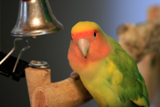 BB