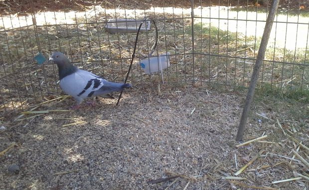 Denise Ambriz rescued pigeon 070414 20140703_153022 crop