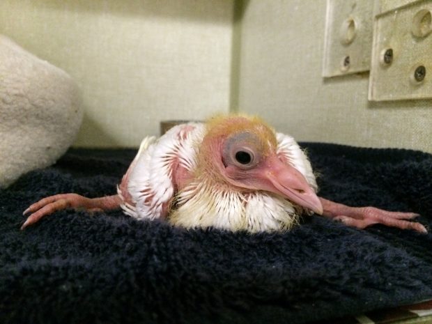 Splay-legged baby homing pigeon Sugar unable to stand