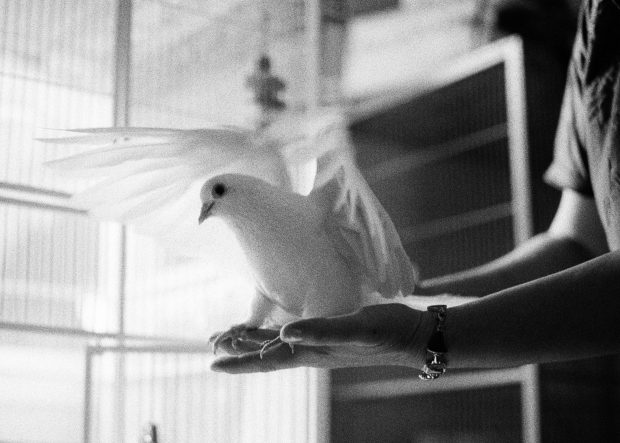 Beautiful white homing pigeon in loving adopter's hands