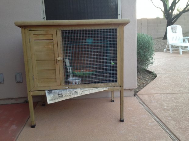 Woot's temporary hutch required modification to keep predators' talons & paws out