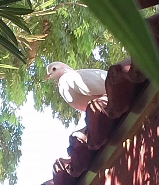 White pigeon on the roof