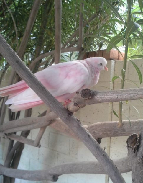 White homing pigeon dyed pink, obviously lost and weak, trying to hide in a bush