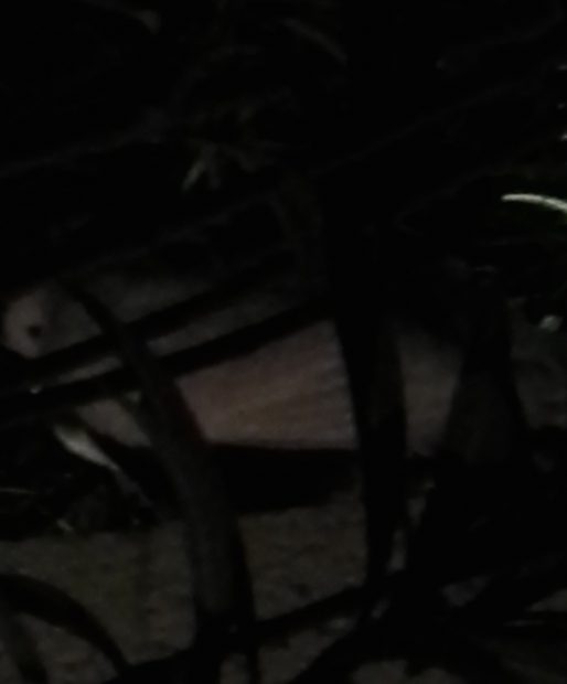 Weak white pigeon trying to hide in bushes hide at night