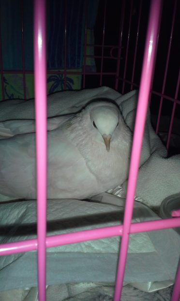 Rescued homing pigeon resting safely indoors