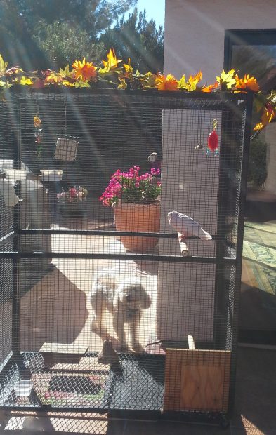 Rescued pigeon sunbathing in her new cage with Charly the dog nearby