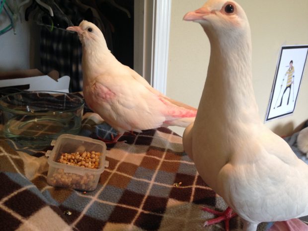 Athena & Apollo sharing a snack