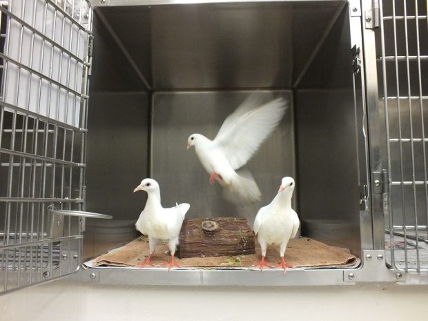 Shelters get in lots of domestic pigeons and doves