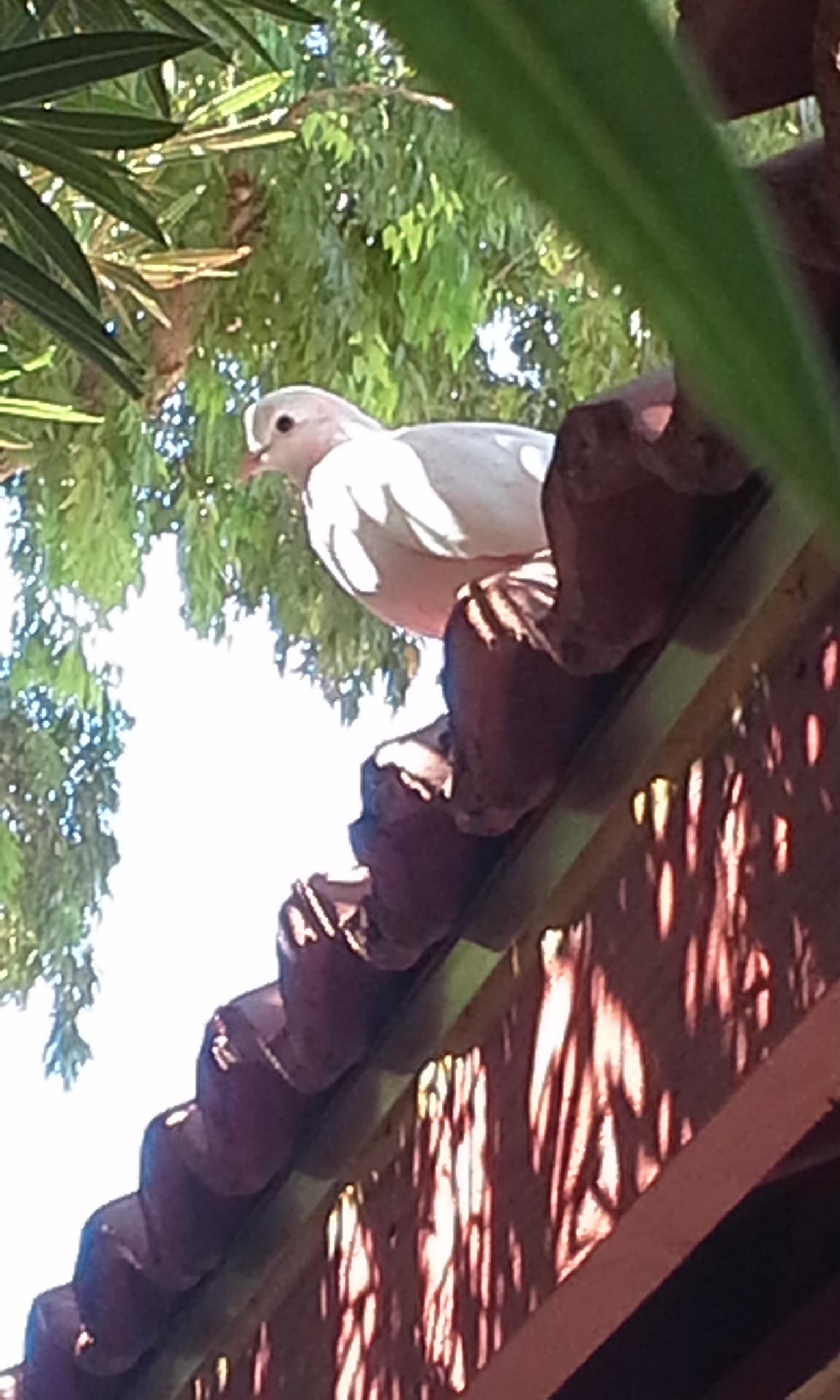 White pigeon on the roof