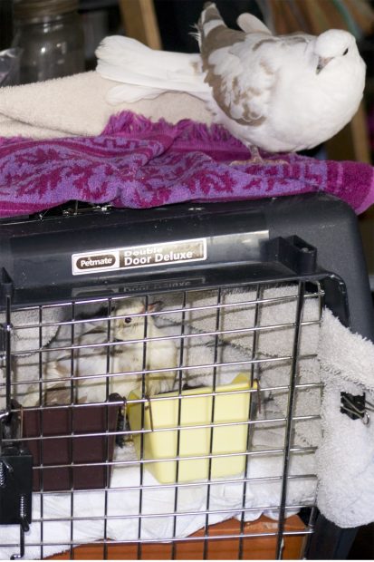 Bell in her crate with Reed perched on top
