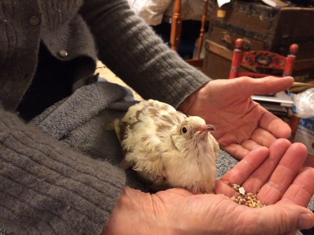 Bell getting special food in foster mum's lap