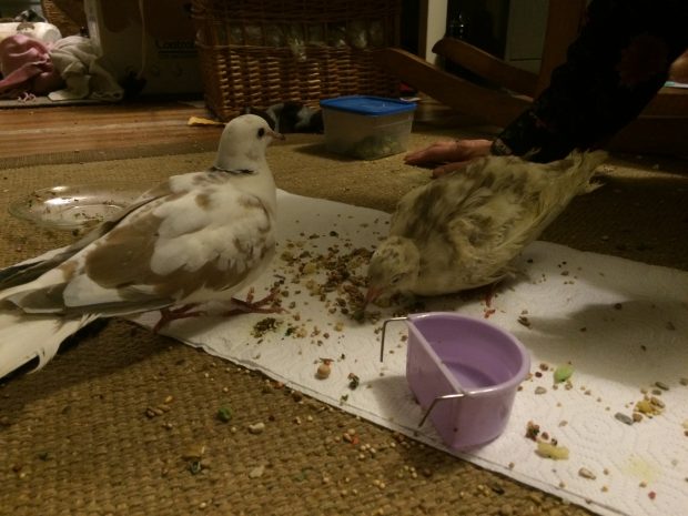 Reed & Bell eating together on the floor