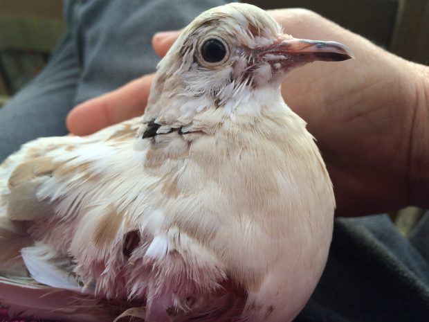 Much improved Bell the Ringneck Dove