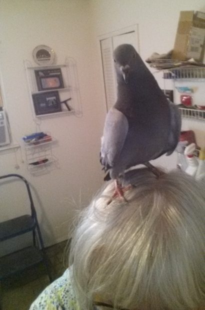 Pigeon Leroy perched on top of Cathy's head