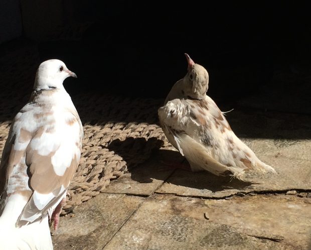 Healthy dove Reed flirts with steadily improving dove Bell