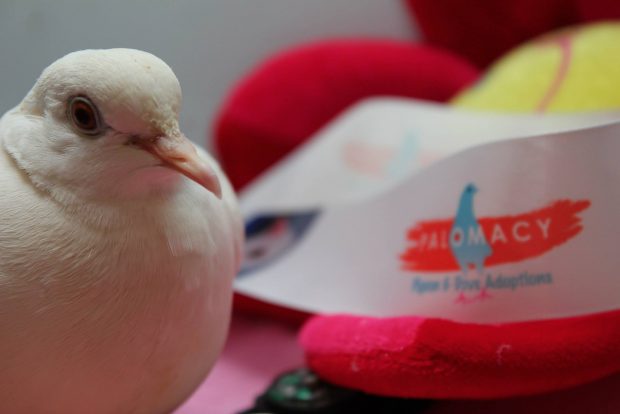 Laura Ann Quills Palomacy Ribbons Quills Approves