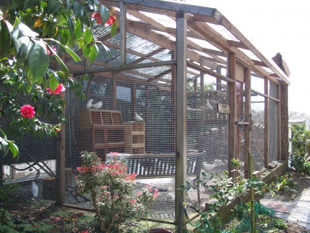 Beautiful big aviary for rescued pigeons