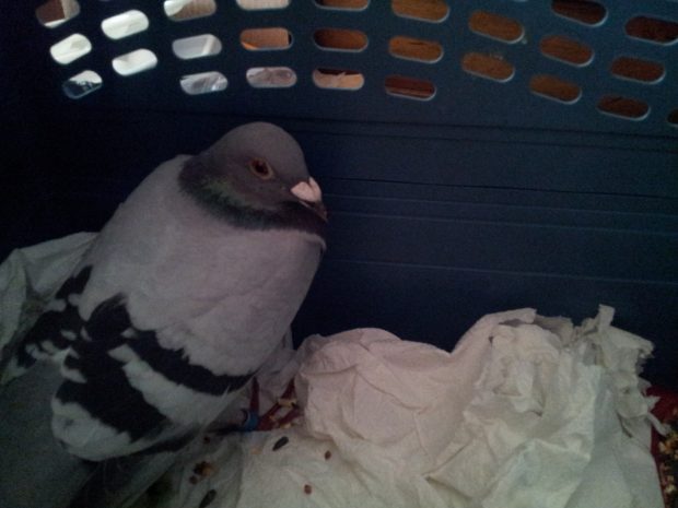 Pebbles, a victim of pigeon racing