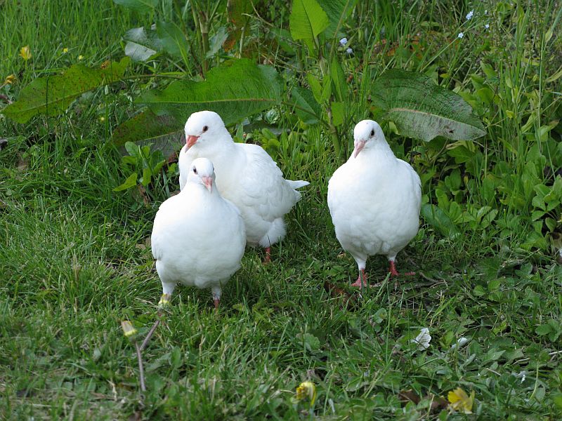 White pigeon best sale baby