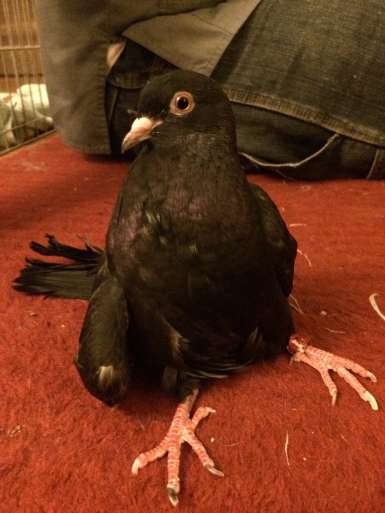 Injured Roller Pigeon sits abnormally