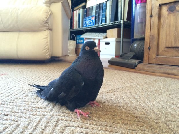 Injured Roller pigeon sits using her tail for support