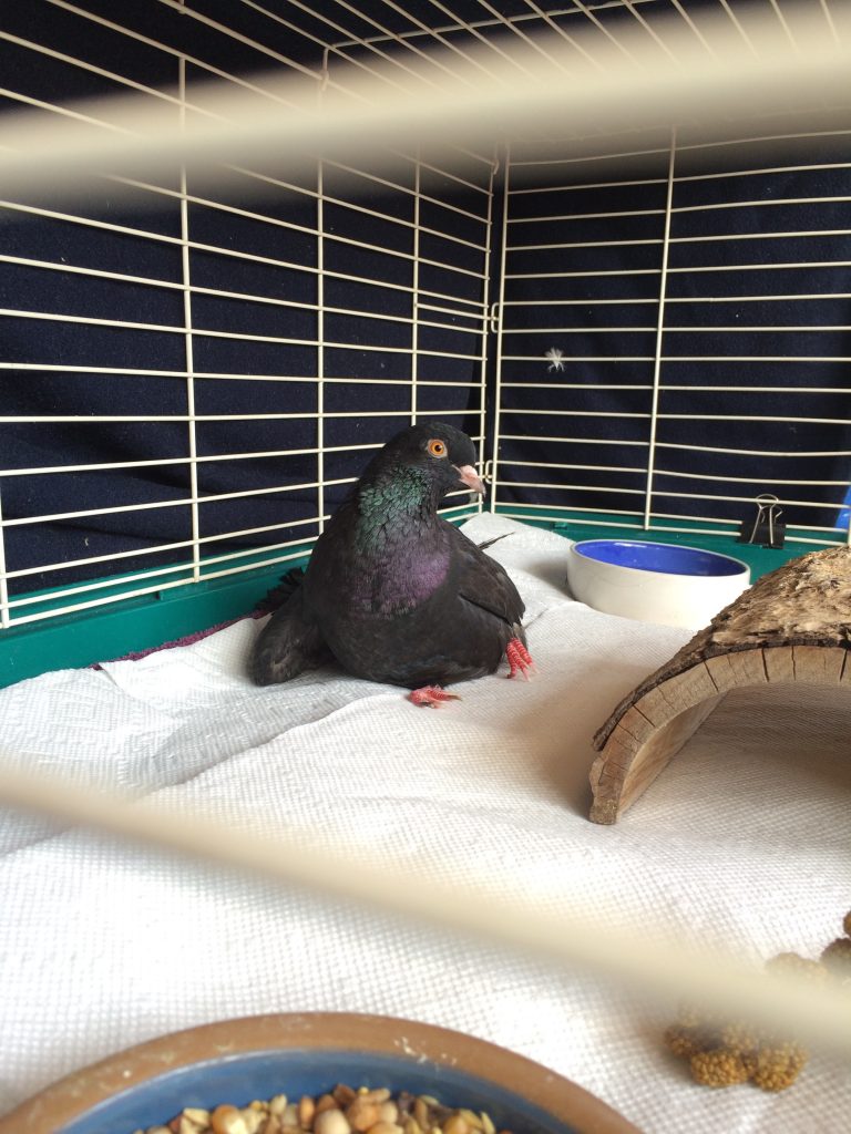 Injured Roller Pigeon leaning on wing and tail