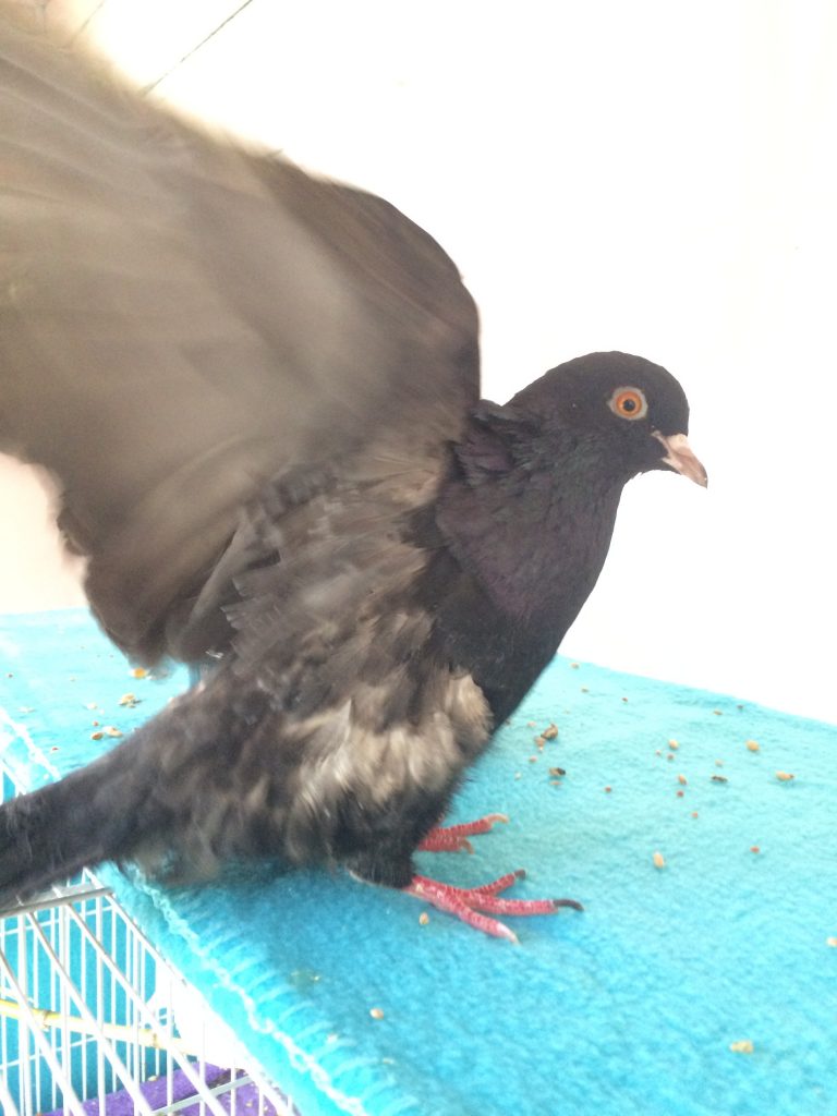 Injured Roller flaps her wings to lift herself on to her feet