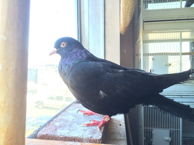 Injured Roller pigeon briefly standing upright