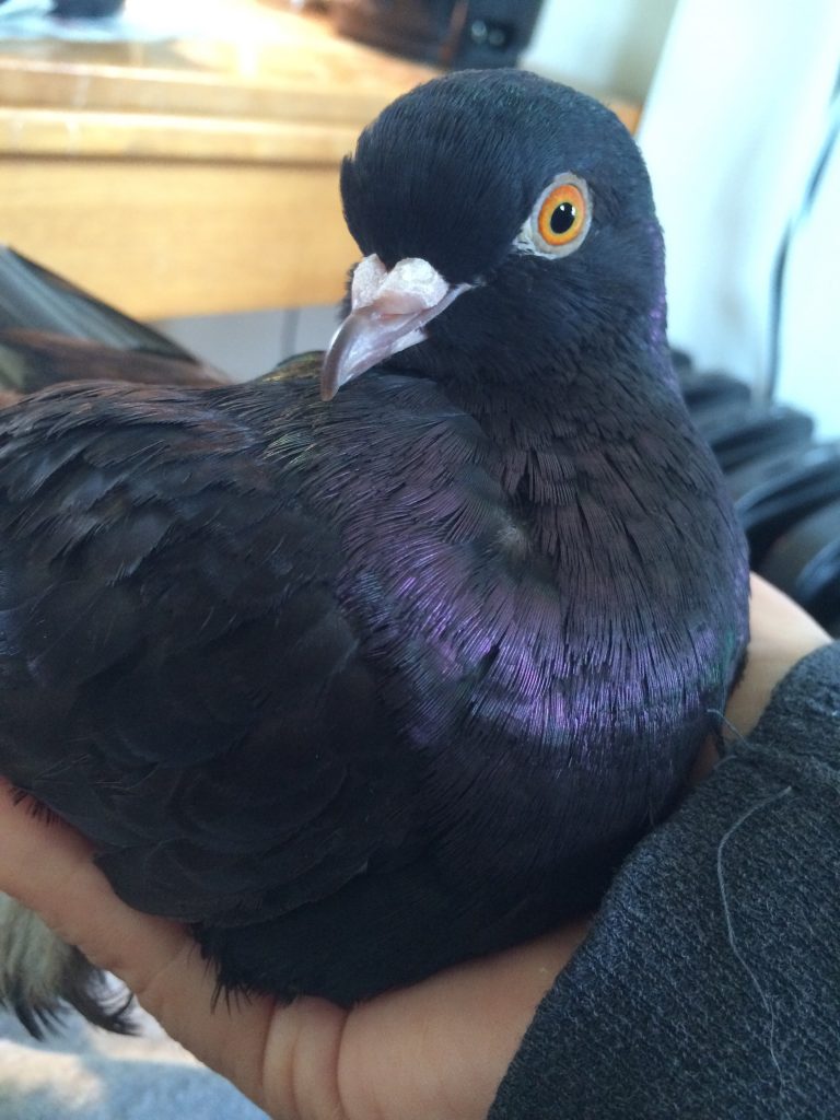 Recovering Roller Pigeon Violet 