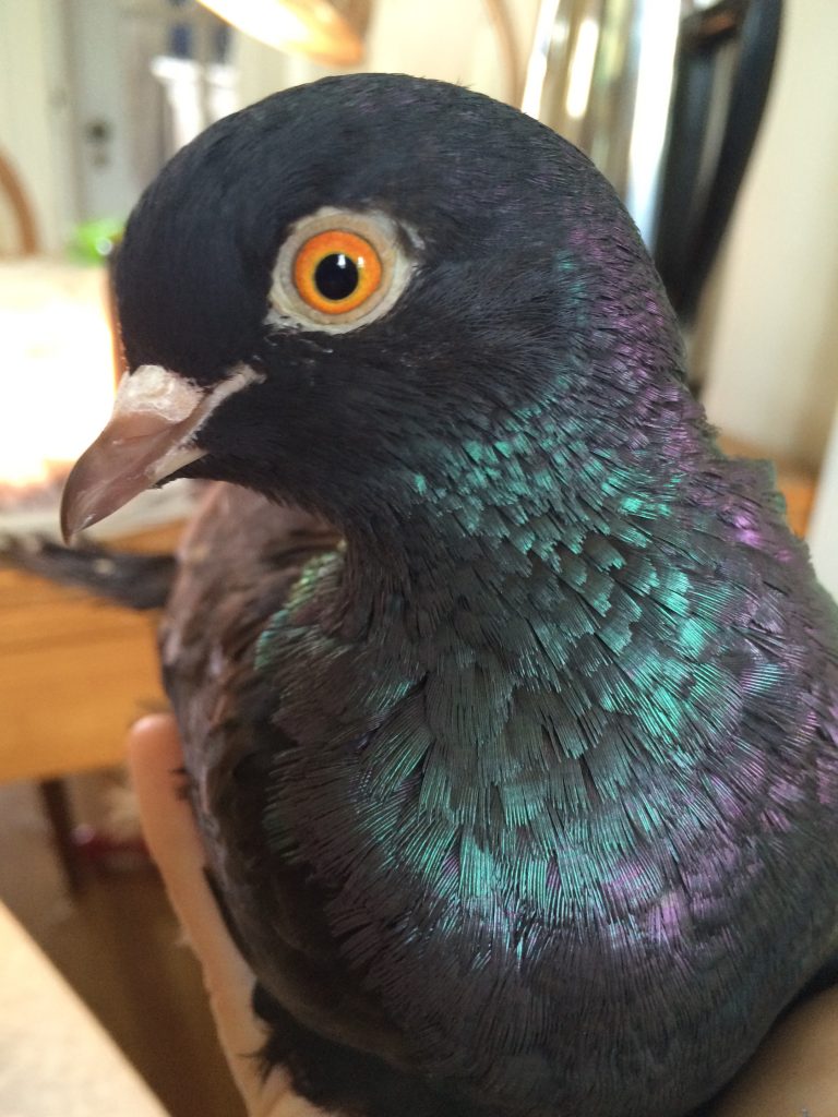 Beautiful shiny black iridescent pigeon