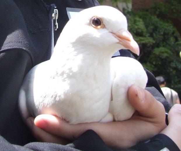 Close up of King Pigeon Gurumina