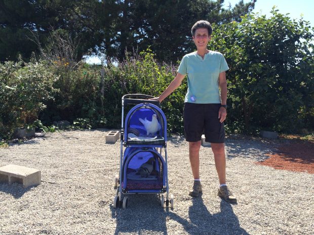 Woman in a clearing with pigeons in a stroller