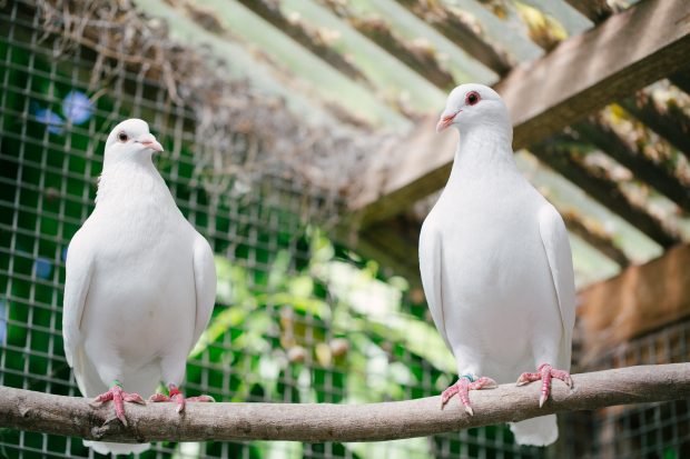 Rescued King Pigeons perched on a branch