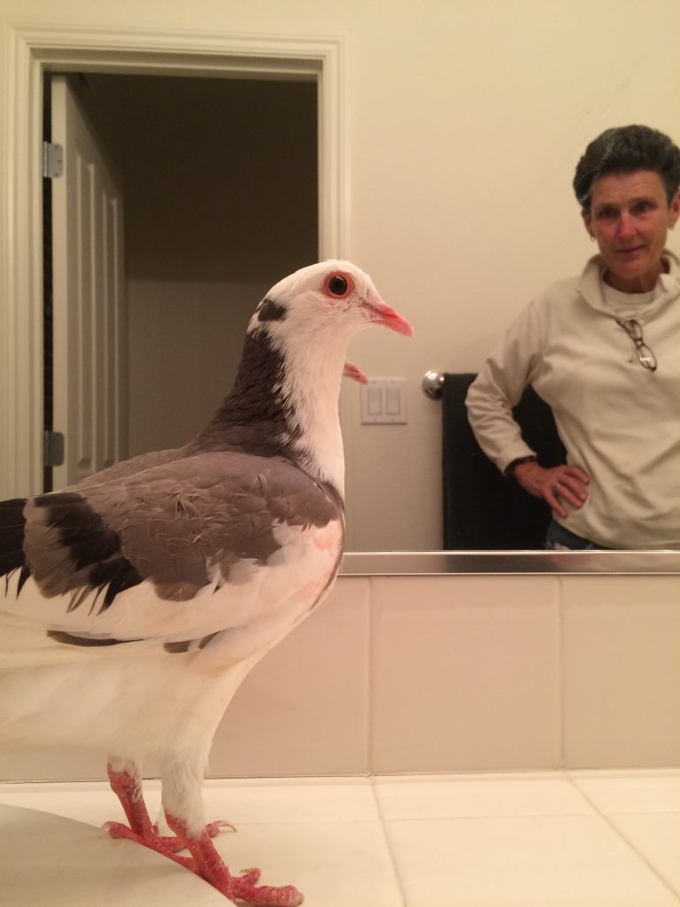 Rescued pigeon Ajax and her person Debbie