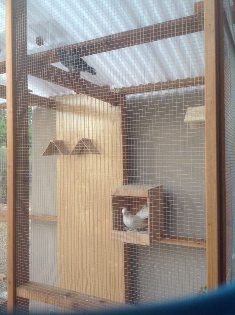 Safe & pigeon friendly aviary 