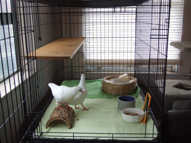 Indoor safe kennel for pigeons