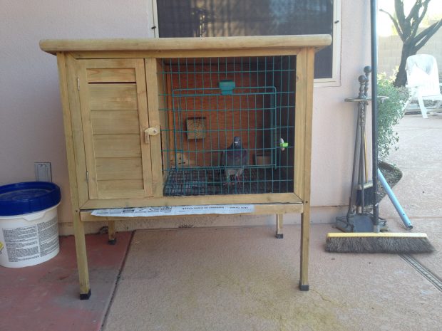 Unsafe small animal hutch sold for outside use