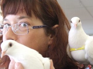 www.pigeonrescue.org