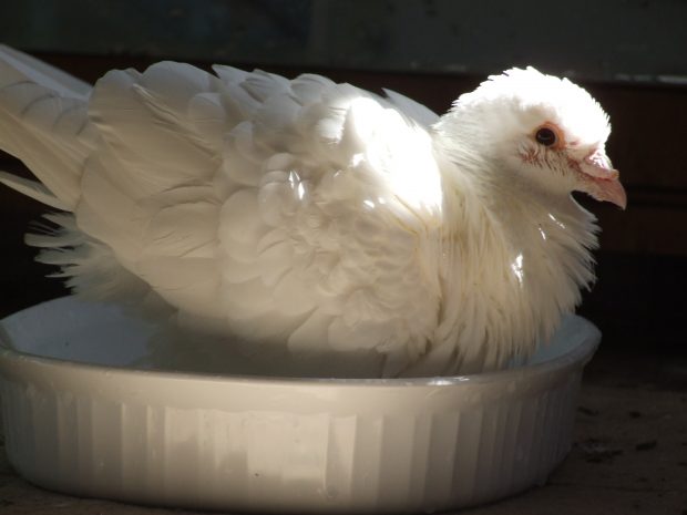 Pigeons need a shallow bath tub. Casserole dishes work great