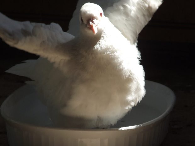 Leo having a happy pigeon bath