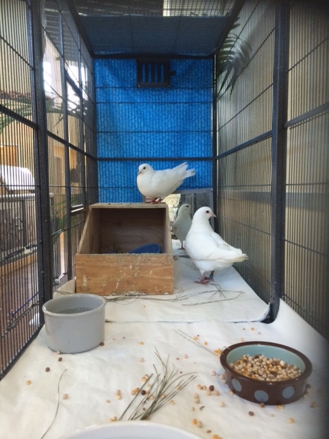 Rescued King Pigeons Minnie & Mighty in a double-flight cage with paper cage liners for easy clean up